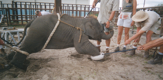 #VALPARAISO Bancada Animalista anuncia que está trabajando en un proyecto de ley para prohibir el uso de animales en circos