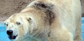 #ARGENTINA Preocupación por el delicado estado de salud del Oso Arturo en Mendoza