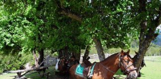 #LOSLAGOS Inician campaña para evitar el remate de Pepo, caballo que sirvió 20 años a Carabineros