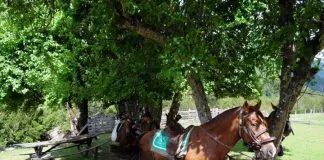 #LOSLAGOS Carabineros suspende remate de seis caballos que pasaron a retiro