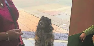 #ANTOFAGASTA La historia del perro que cautiva a los habitantes de Calama pidiendo comida