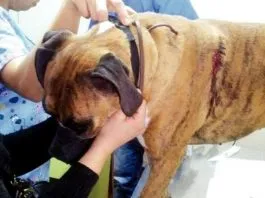 #BIOBIO Familia denunció que su perro fue apuñalado por evitar robo en San Pedro de la Paz