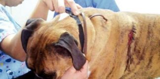 #BIOBIO Familia denunció que su perro fue apuñalado por evitar robo en San Pedro de la Paz