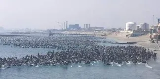 #ANTOFAGASTA Gran cantidad de pelícanos se instalan en las costas de Mejillones por varazón de anchovetas