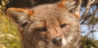 #LOSLAGOS Nuevos avistamientos del zorro de Darwin amplían su área de distribución