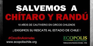 #SANTIAGO Inician campaña para rescatar a los animales del Circo Las Montini