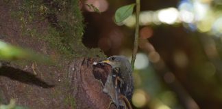 #VALPARAISO Se detecta por primera vez un nido de una de las aves más amenazadas de Chile en la Isla Alejandro Selkirk