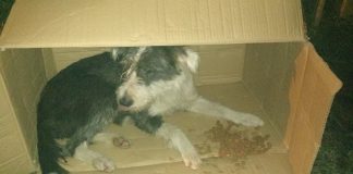 #SANTIAGO Golpean a rescatista mientras alimentaba a una perra en Macul