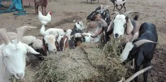 #SANTIAGO ¡Detén tu alza de isapre y ayuda al trabajo de la Fundación Derecho y Defensa Animal!