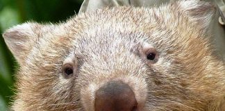 #AUSTRALIA Turistas de todo el mundo lloran la muerte de «Tonka», un adorable wombat de Queensland