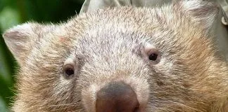 #AUSTRALIA Turistas de todo el mundo lloran la muerte de «Tonka», un adorable wombat de Queensland