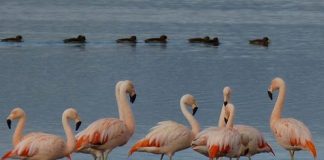 #TENDENCIAS U. de Chile desarrolla innovadora aplicación para el reconocimiento de aves