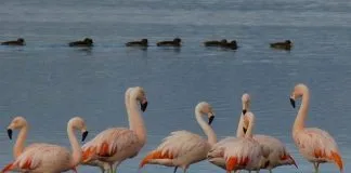 #TENDENCIAS U. de Chile desarrolla innovadora aplicación para el reconocimiento de aves