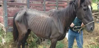#VALPARAISO Bancada animalista presentó proyecto que busca aumentar las penas por el maltrato animal