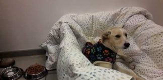 #VALPARAISO Perro abandonado fue acogido en tienda del retail de Quillota durante estos días fríos