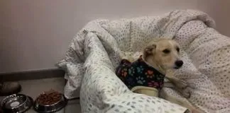 #VALPARAISO Perro abandonado fue acogido en tienda del retail de Quillota durante estos días fríos