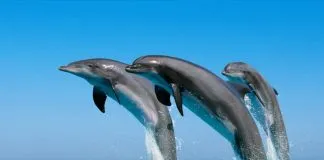 #MUNDO Canadá prohibirá por ley la cautividad de delfines y ballenas en acuarios y parques