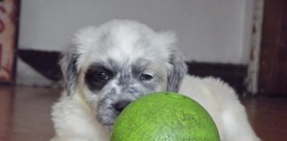 #EPAdifunde La historia de Doky, un cachorro rescatado de un basural que busca un hogar