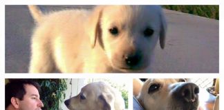 #SANTIAGO Fallece Lucas, el perro que acompaño 10 años a Eduardo Fuentes