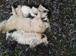 #MAULE Denuncian masivo envenenamiento de perros en Panimavida