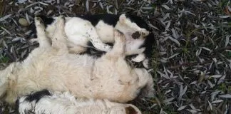 #MAULE Denuncian masivo envenenamiento de perros en Panimavida