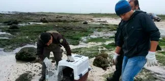 #BIOBIO Guardaparques rescatan y liberan fardelas blancas juveniles en Isla Mocha