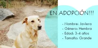 #EPAdifunde Javiera, una perrita rescatada que busca un hogar