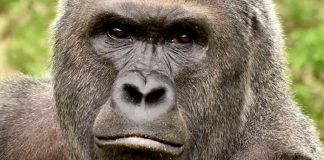 #ESTADOSUNIDOS Francotirador que sacrificó a gorila en Cincinnati no era policía