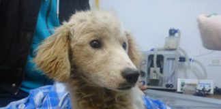 #COQUIMBO La historia de Lili, una cachorra que lucha contra el distemper y un atropello