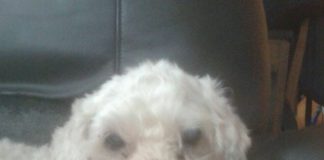 #EPAdifunde La historia de Memito, un perro abandonado en busca de un hogar