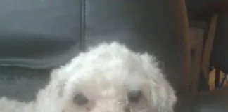 #EPAdifunde La historia de Memito, un perro abandonado en busca de un hogar