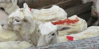 #MAGALLANES Denuncian brutal maltrato de ovejas en granjas de Punta Arenas y Porvenir