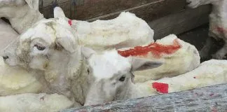 #MAGALLANES Denuncian brutal maltrato de ovejas en granjas de Punta Arenas y Porvenir