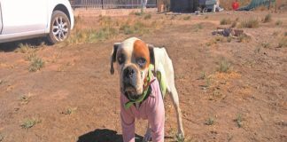 #ANTOFAGASTA Acusan que perra abandonada fue abusada sexualmente en Calama