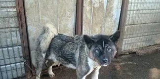 #LOSLAGOS Denuncian que dueño de 59 perros akita se niega a darlos en adopción