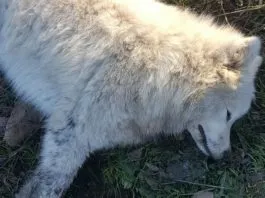 #BIOBIO Habitantes de la comuna de Pinto denuncia envenenamiento de sus perros
