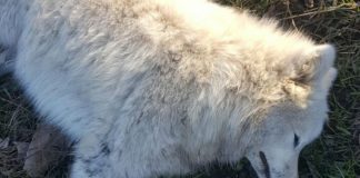 #BIOBIO Habitantes de la comuna de Pinto denuncia envenenamiento de sus perros