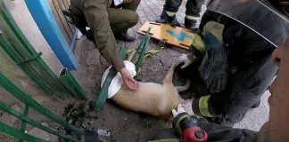 #OHIGGINS Muere perro que se había quedado atrapado en una reja de Rancagua