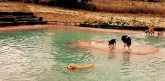 #ESPAÑA Ya está abierta la primera piscina para perros en Madrid