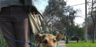 #EPAdifunde La historia de Princesa, una perra abuelita en busca de un hogar