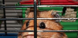 #AUSTRALIA Dictan ley que prohíbe las pruebas en animales para productos cosméticos