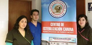 #LOSLAGOS Más de 4 mil perros han sido atendidos en el Centro de Esterilización Canina de Puerto Montt