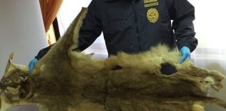 #BIOBIO Incautan piel de puma en peligro de extinción que iba a ser vendida en Lebu