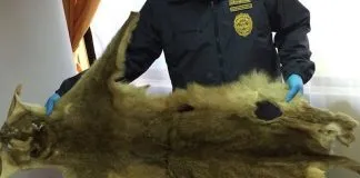 #BIOBIO Incautan piel de puma en peligro de extinción que iba a ser vendida en Lebu