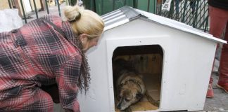 #VALPARAISO La pena de Tablón, el perrito del guardia mártir del 21 de mayo