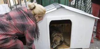 #VALPARAISO La pena de Tablón, el perrito del guardia mártir del 21 de mayo
