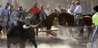 #ESPAÑA La Junta deniega al Ayuntamiento de Tordesillas el permiso para celebrar el Toro de la Vega