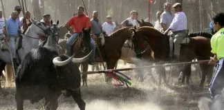 #ESPAÑA Tribunal Supremo le dice no al Torneo del Toro de la Vega