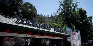 #SANTIAGO Sujeto ingresa al corral de camellos en el Zoo Metropolitano