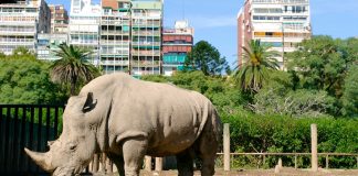 #ARGENTINA El Zoo de Buenos Aires cierra sus puertas tras estar funcionando más de 140 años